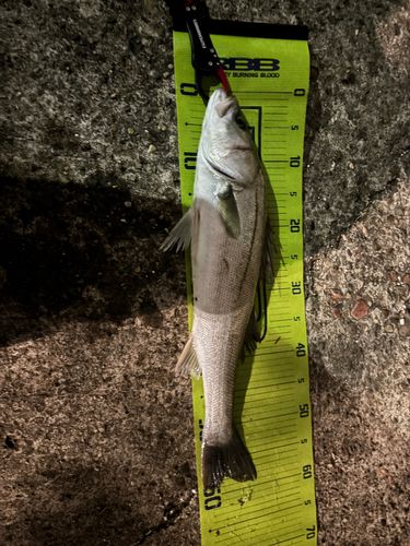 船橋港親水公園