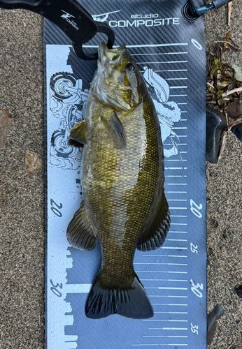 スモールマウスバスの釣果