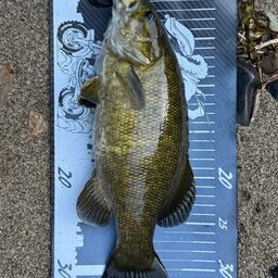 スモールマウスバス