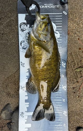 スモールマウスバスの釣果