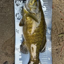 スモールマウスバス