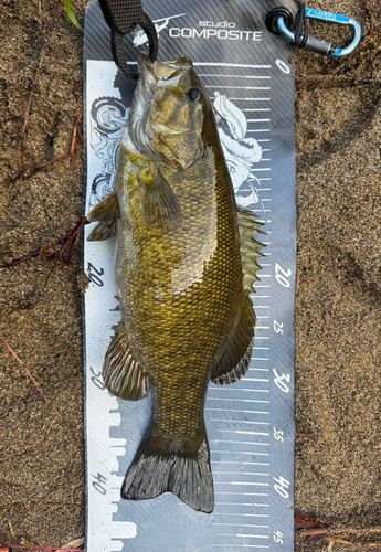 スモールマウスバスの釣果