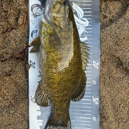 スモールマウスバス