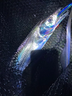 タチウオの釣果