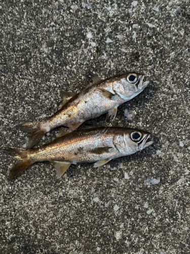 アカムツの釣果