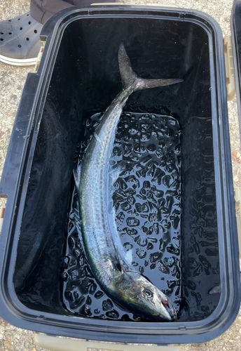 サワラの釣果