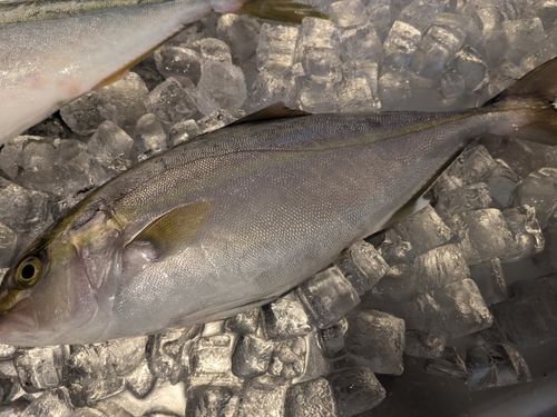 カンパチの釣果