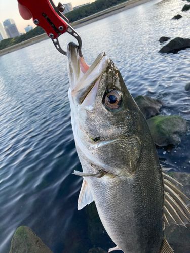 スズキの釣果