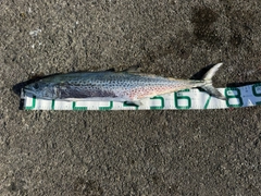 サワラの釣果