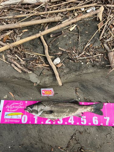 新舞子海岸（富津）