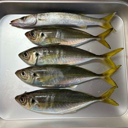マアジ