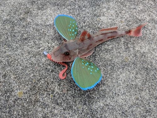 三陸海岸（宮城）