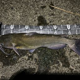 アメリカナマズ