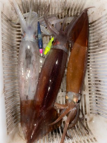 スルメイカの釣果