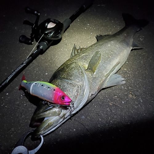 シーバスの釣果