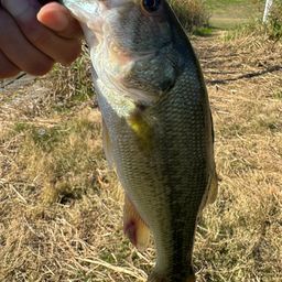 ラージマウスバス