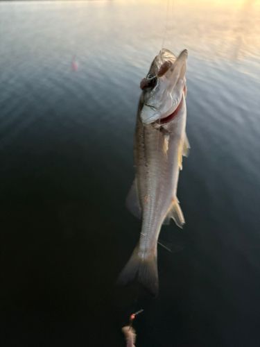 セイゴ（マルスズキ）の釣果