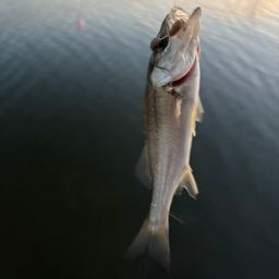 セイゴ（マルスズキ）