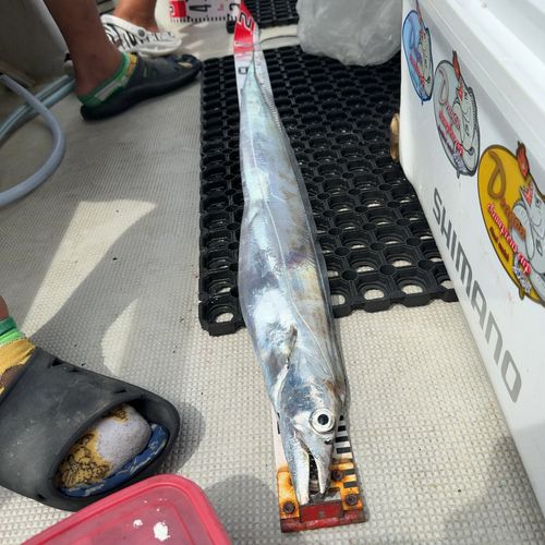 タチウオの釣果