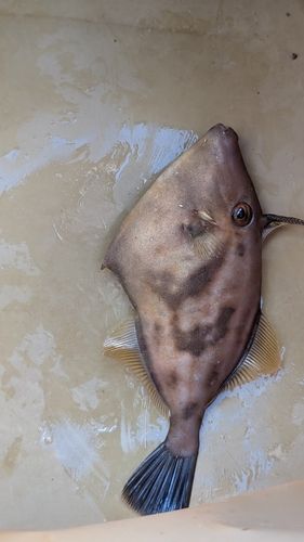 カワハギの釣果