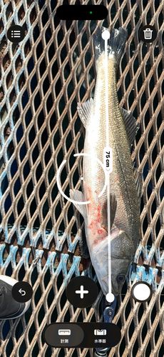 シーバスの釣果