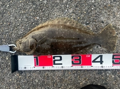 ヒラメの釣果