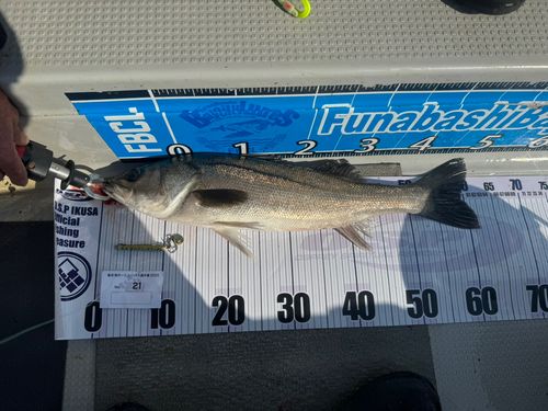 シーバスの釣果