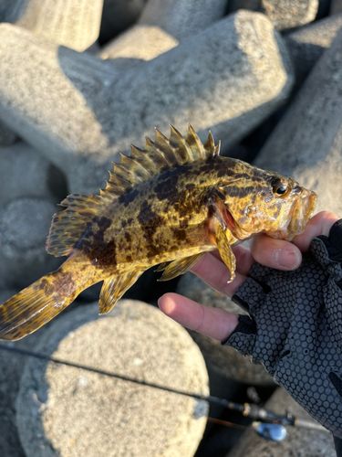 タケノコメバルの釣果