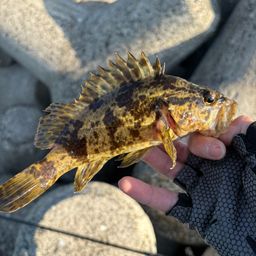 タケノコメバル