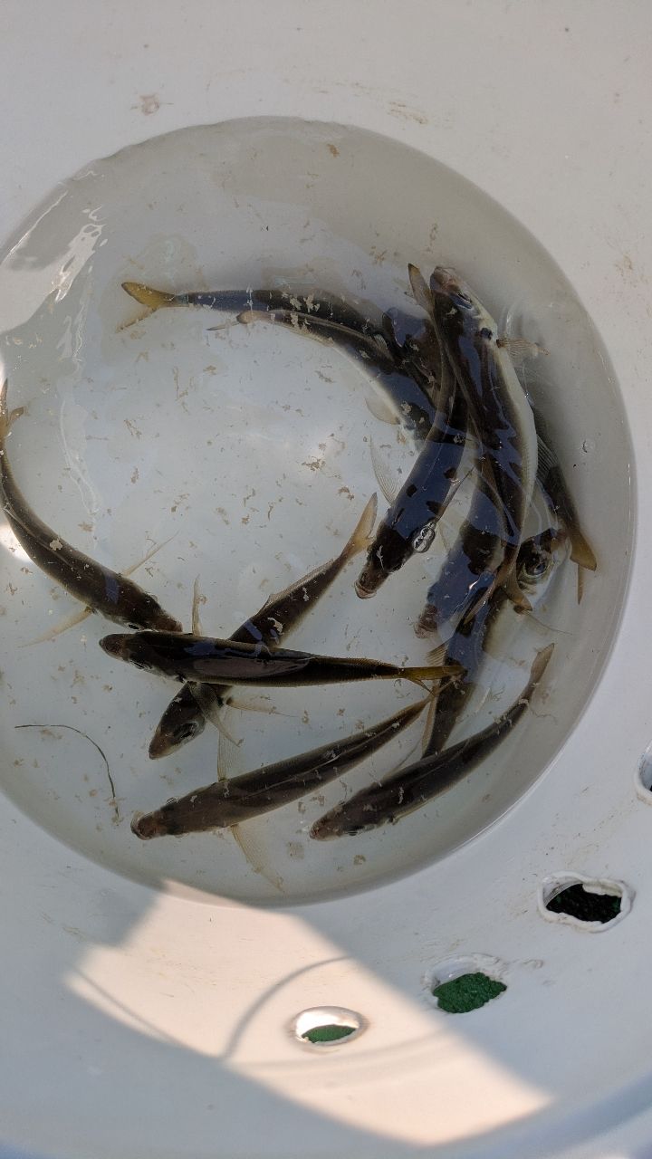 釣りか猫かさんの釣果 1枚目の画像