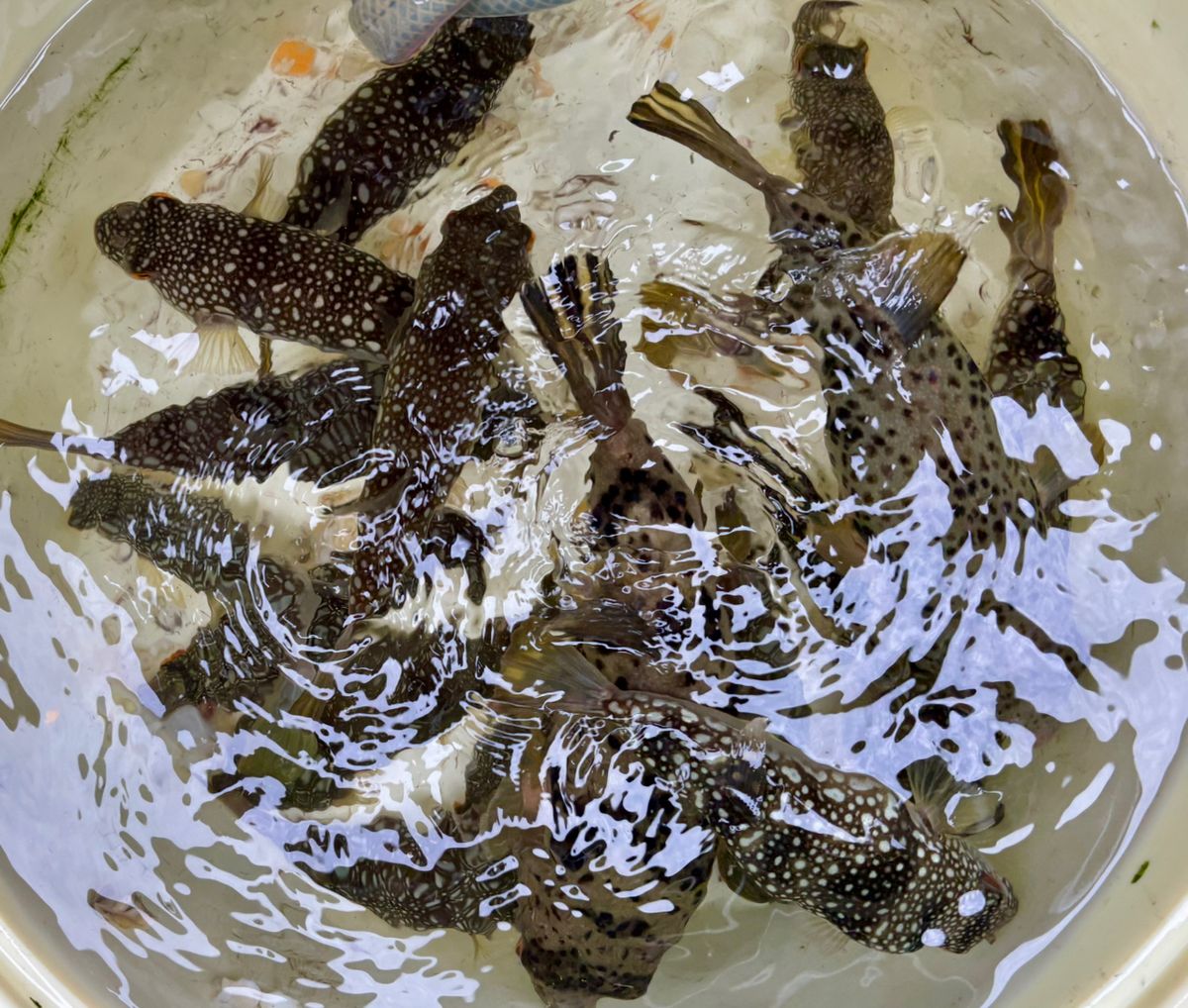 oxyさんの釣果 1枚目の画像