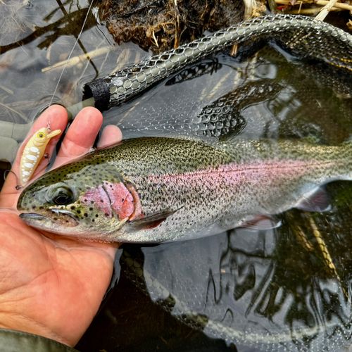 ニジマスの釣果