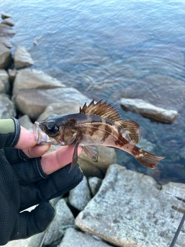 相馬港釣り桟橋