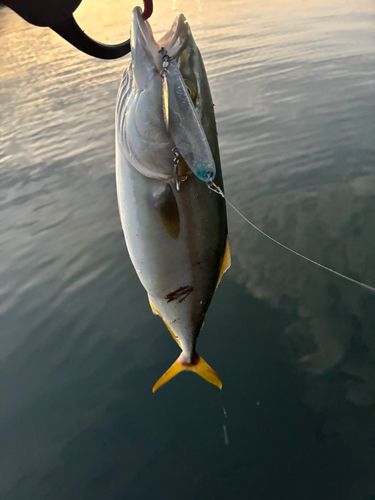 ツバイソの釣果
