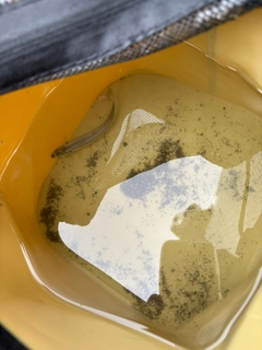 トウゴロウイワシの釣果