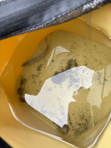 トウゴロウイワシの釣果