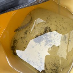 トウゴロウイワシ