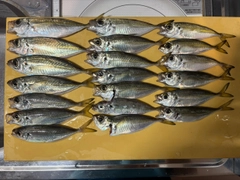 マアジの釣果