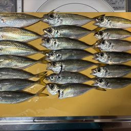 トウゴロウイワシ