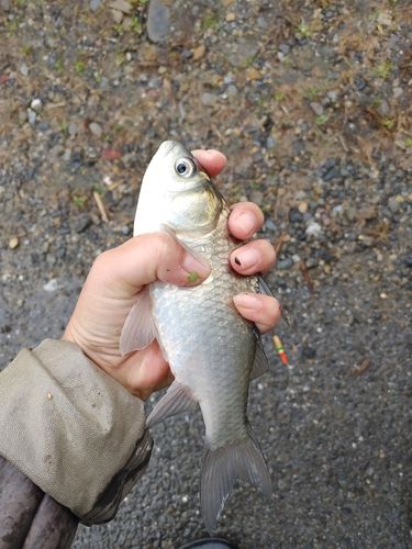 フナの釣果