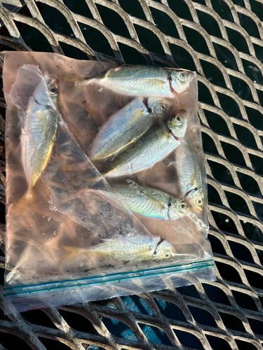 本牧海づり施設