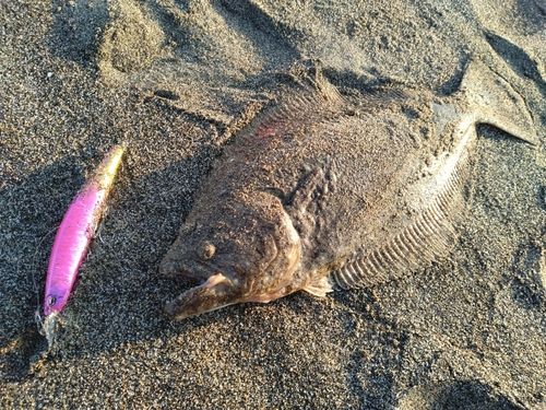 ヒラメの釣果