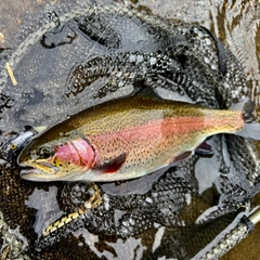 ニジマスの釣果