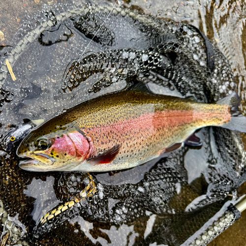 ニジマスの釣果