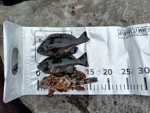 若洲海浜公園海釣り施設