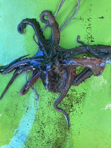 東京湾（アクアライン〜富津）