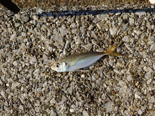 東京ゲートブリッジ付近