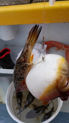 ヒガンフグの釣果