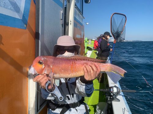 アマダイの釣果