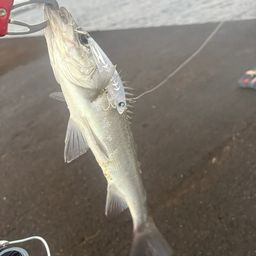 セイゴ（ヒラスズキ）